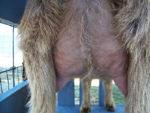 latte_udder2.jpg